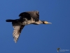Filename=0165_fotowilga~40.JPG
Filesize=178KB
Dimensions=700x525
Date added=Feb 08, 2018 0165_fotowilga~40.JPG