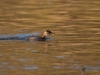 Filename=0166_fotowilga~0.JPG
Filesize=269KB
Dimensions=700x525
Date added=Mar 17, 2021 0166_fotowilga~0.JPG