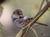 Filename=0166_fotowilga~12.JPG
Filesize=232KB
Dimensions=700x525
Date added=Nov 01, 2018 0166_fotowilga~12.JPG