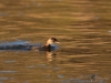 Filename=0167_fotowilga~0.JPG
Filesize=274KB
Dimensions=700x525
Date added=Mar 22, 2021 0167_fotowilga~0.JPG