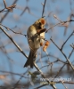 Filename=016_fotowilga~16.JPG
Filesize=78KB
Dimensions=400x480
Date added=Feb 09, 2016 016_fotowilga~16.JPG