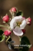 Filename=016_fotowilga~17.JPG
Filesize=61KB
Dimensions=320x480
Date added=Feb 16, 2016 016_fotowilga~17.JPG