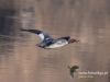 Filename=016_fotowilga~32.JPG
Filesize=74KB
Dimensions=640x480
Date added=Feb 15, 2017 016_fotowilga~32.JPG