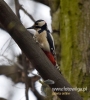 Filename=016_fotowilga~34.JPG
Filesize=67KB
Dimensions=435x480
Date added=Mar 27, 2017 016_fotowilga~34.JPG