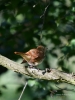 Filename=016_fotowilga~38.JPG
Filesize=256KB
Dimensions=525x700
Date added=Aug 01, 2017 016_fotowilga~38.JPG