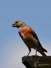 Filename=016_fotowilga~49.JPG
Filesize=194KB
Dimensions=525x700
Date added=Aug 19, 2018 016_fotowilga~49.JPG