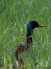 Filename=016_fotowilga~54.JPG
Filesize=290KB
Dimensions=525x700
Date added=Mar 04, 2019 016_fotowilga~54.JPG
