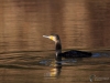 Filename=016_fotowilga~55.JPG
Filesize=246KB
Dimensions=700x525
Date added=Mar 11, 2019 016_fotowilga~55.JPG
