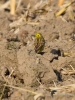Filename=016_fotowilga~58.JPG
Filesize=294KB
Dimensions=525x700
Date added=May 12, 2019 016_fotowilga~58.JPG