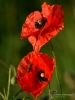 Filename=016_fotowilga~60.JPG
Filesize=233KB
Dimensions=525x700
Date added=Jun 08, 2019 016_fotowilga~60.JPG