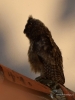 Filename=016_fotowilga~61.JPG
Filesize=229KB
Dimensions=525x700
Date added=Jun 10, 2019 016_fotowilga~61.JPG