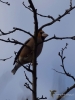 Filename=016_fotowilga~66.JPG
Filesize=206KB
Dimensions=525x700
Date added=Dec 15, 2019 016_fotowilga~66.JPG