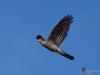 Filename=0170_fotowilga~0.JPG
Filesize=215KB
Dimensions=700x525
Date added=Oct 16, 2020 0170_fotowilga~0.JPG