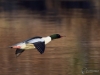 0171_fotowilga.JPG