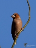 Filename=0171_fotowilga~41.JPG
Filesize=206KB
Dimensions=525x700
Date added=Dec 26, 2017 0171_fotowilga~41.JPG