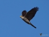 Filename=0173_fotowilga~0.JPG
Filesize=231KB
Dimensions=700x525
Date added=Oct 17, 2020 0173_fotowilga~0.JPG