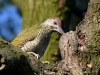 0174_fotowilga.JPG