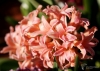 Filename=0175_fotowilga~56.JPG
Filesize=248KB
Dimensions=700x501
Date added=Jul 11, 2019 0175_fotowilga~56.JPG