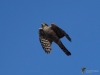 Filename=0176_fotowilga~0.JPG
Filesize=220KB
Dimensions=700x525
Date added=Oct 17, 2020 0176_fotowilga~0.JPG