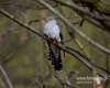 Filename=0176_fotowilga~28.JPG
Filesize=80KB
Dimensions=600x480
Date added=Feb 09, 2017 0176_fotowilga~28.JPG