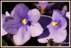 Filename=017_fotowilga~2.JPG
Filesize=138KB
Dimensions=720x492
Date added=Mar 17, 2013 017_fotowilga~2.JPG