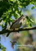 Filename=017_fotowilga~32.JPG
Filesize=61KB
Dimensions=343x480
Date added=Sep 24, 2016 017_fotowilga~32.JPG