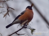 Filename=017_fotowilga~37.JPG
Filesize=62KB
Dimensions=640x480
Date added=Dec 09, 2016 017_fotowilga~37.JPG