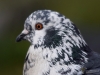 Filename=017_fotowilga~52.JPG
Filesize=261KB
Dimensions=700x525
Date added=Feb 15, 2018 017_fotowilga~52.JPG
