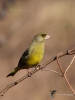 Filename=017_fotowilga~56.JPG
Filesize=253KB
Dimensions=525x700
Date added=Mar 06, 2019 017_fotowilga~56.JPG