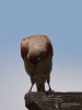 Filename=017_fotowilga~57.JPG
Filesize=206KB
Dimensions=525x700
Date added=Aug 19, 2018 017_fotowilga~57.JPG