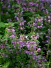 Filename=017_fotowilga~58.JPG
Filesize=316KB
Dimensions=525x700
Date added=Oct 29, 2018 017_fotowilga~58.JPG