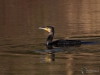 Filename=017_fotowilga~60.JPG
Filesize=280KB
Dimensions=700x525
Date added=Mar 13, 2019 017_fotowilga~60.JPG