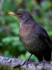 Filename=017_fotowilga~61.JPG
Filesize=263KB
Dimensions=525x700
Date added=Mar 30, 2019 017_fotowilga~61.JPG