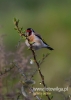 Filename=018-_fotowilga.JPG
Filesize=46KB
Dimensions=343x480
Date added=May 05, 2016 018-_fotowilga.JPG