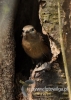 Filename=0180_fotowilga~16.JPG
Filesize=91KB
Dimensions=343x480
Date added=Jan 15, 2016 0180_fotowilga~16.JPG