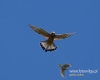 Filename=0180_fotowilga~36.JPG
Filesize=52KB
Dimensions=600x480
Date added=Jun 23, 2017 0180_fotowilga~36.JPG