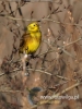 Filename=0181_fotowilga~20.JPG
Filesize=81KB
Dimensions=360x480
Date added=Dec 20, 2015 0181_fotowilga~20.JPG