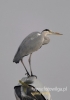 Filename=0181_fotowilga~24.JPG
Filesize=43KB
Dimensions=339x480
Date added=Feb 22, 2016 0181_fotowilga~24.JPG