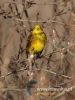 Filename=0182_fotowilga~19.JPG
Filesize=79KB
Dimensions=360x480
Date added=Dec 20, 2015 0182_fotowilga~19.JPG