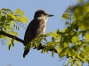 Filename=0183_fotowilga.JPG
Filesize=272KB
Dimensions=700x525
Date added=Jun 18, 2019 0183_fotowilga.JPG