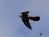 Filename=0184_fotowilga~52.JPG
Filesize=192KB
Dimensions=700x525
Date added=Oct 25, 2018 0184_fotowilga~52.JPG