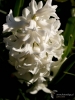 Filename=0187_fotowilga~0.JPG
Filesize=209KB
Dimensions=530x700
Date added=Jan 28, 2020 0187_fotowilga~0.JPG
