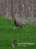 018_fotowilga~16.JPG
