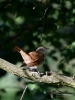 Filename=018_fotowilga~28.JPG
Filesize=254KB
Dimensions=525x700
Date added=Jul 31, 2017 018_fotowilga~28.JPG