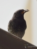 Filename=018_fotowilga~31.JPG
Filesize=187KB
Dimensions=525x700
Date added=Nov 29, 2017 018_fotowilga~31.JPG