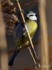 Filename=018_fotowilga~37.JPG
Filesize=232KB
Dimensions=525x700
Date added=Mar 05, 2018 018_fotowilga~37.JPG