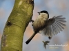 Filename=018_fotowilga~4.JPG
Filesize=99KB
Dimensions=640x480
Date added=Mar 14, 2015 018_fotowilga~4.JPG