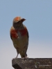 Filename=018_fotowilga~40.JPG
Filesize=194KB
Dimensions=525x700
Date added=Aug 19, 2018 018_fotowilga~40.JPG