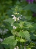 018_fotowilga~47.JPG