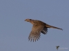 Filename=018_fotowilga~48.JPG
Filesize=199KB
Dimensions=700x525
Date added=Mar 10, 2019 018_fotowilga~48.JPG